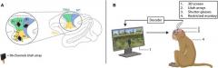 脑机接口新突破：猴子仅凭意念在 VR 世界中自由移动